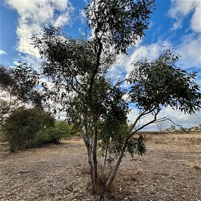 Eucalyptus dives at Weston, ACT - 13 Jul 2025 by Hejor1