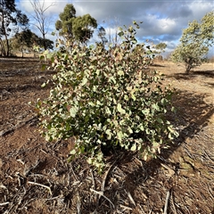 Eucalyptus dives at Weston, ACT - 13 Jul 2025 by Hejor1