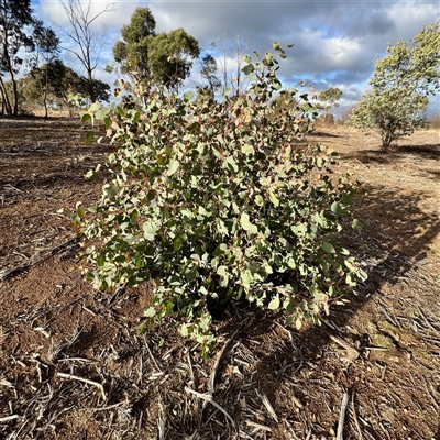 Eucalyptus dives at Weston, ACT - 13 Jul 2025 by Hejor1