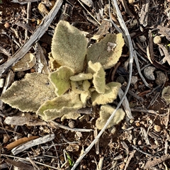 Verbascum thapsus subsp. thapsus (Great Mullein, Aaron's Rod) at Weston, ACT - Yesterday by Hejor1