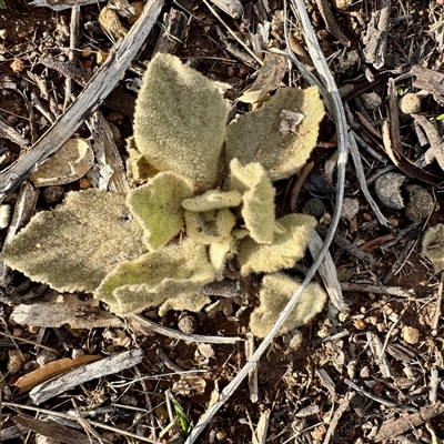 Verbascum thapsus subsp. thapsus (Great Mullein, Aaron's Rod) at Weston, ACT - Yesterday by Hejor1