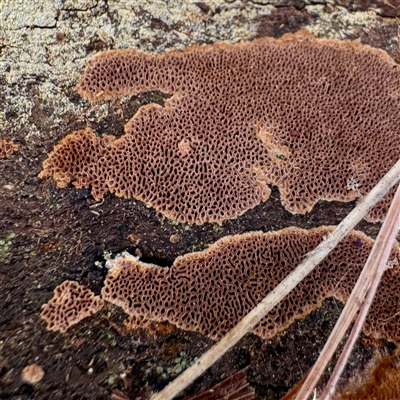 zzz puzzles on wood at Weston, ACT - Today by Hejor1