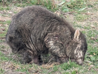 Vombatus ursinus (Bare-nosed Wombat) at Kambah, ACT - 13 Jul 2025 by HelenCross