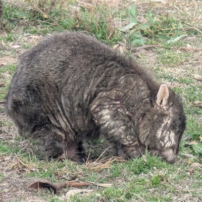 Vombatus ursinus at Kambah, ACT - Yesterday by HelenCross