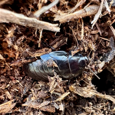 Panesthia australis (Common wood cockroach) at Weston, ACT - Yesterday by Hejor1