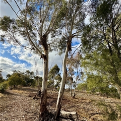 Eucalyptus dives at Weston, ACT - 13 Jul 2025 by Hejor1