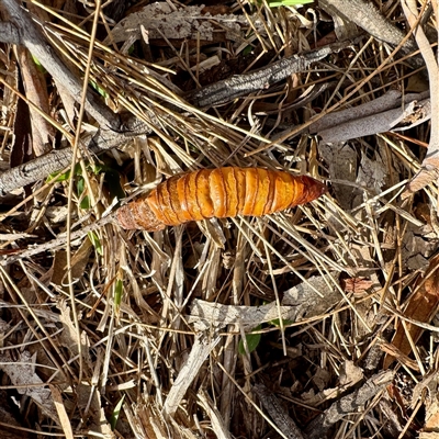 Hepialidae (family) IMMATURE (Unidentified IMMATURE Swift or Ghost Moth) at Weston, ACT - Yesterday by Hejor1