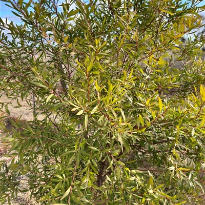 Hakea (genus) at Weston, ACT - Yesterday by Hejor1