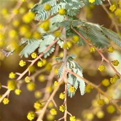 Acacia baileyana at Weston, ACT - Today by Hejor1