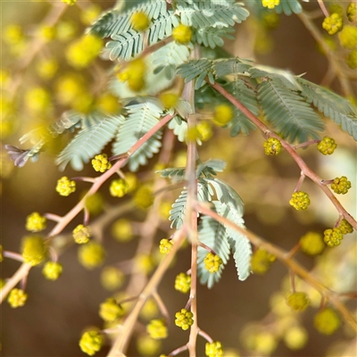 Acacia baileyana at Weston, ACT - Today by Hejor1