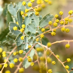 Acacia baileyana at Weston, ACT - 13 Jul 2025 03:23 PM