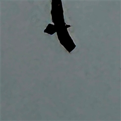 Aquila audax (Wedge-tailed Eagle) at Weston, ACT - Yesterday by Hejor1