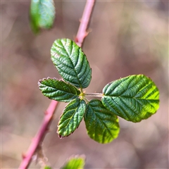 Rubus sp. at Weston, ACT - Yesterday by Hejor1