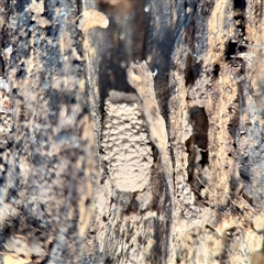 Apocrita (suborder) Nest (Unidentified wasp nest) at Weston, ACT - Yesterday by Hejor1