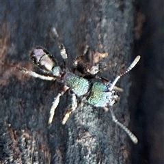 Rhytidoponera metallica (Greenhead ant) at Weston, ACT - Yesterday by Hejor1