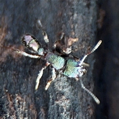 Rhytidoponera metallica (Greenhead ant) at Weston, ACT - Yesterday by Hejor1