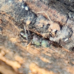 Rhytidoponera metallica at Weston, ACT - 13 Jul 2025 03:18 PM