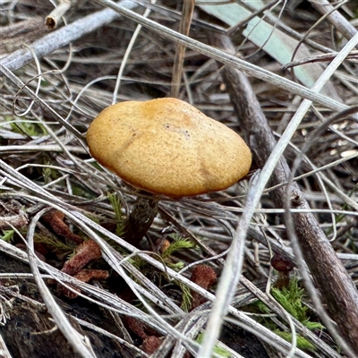 zz agaric (stem; gills white/cream) at Weston, ACT - 13 Jul 2025 by Hejor1