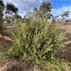 Grevillea victoriae at Weston, ACT - Yesterday by Hejor1