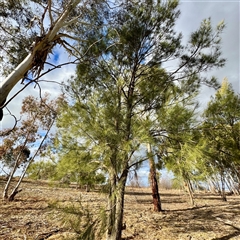Casuarina/Allocasuarina sp. at Weston, ACT - Yesterday by Hejor1