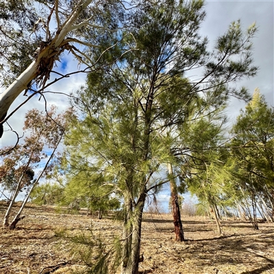 Casuarina/Allocasuarina sp. at Weston, ACT - Yesterday by Hejor1