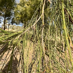 Casuarina cunninghamiana subsp. cunninghamiana at Weston, ACT - 13 Jul 2025 03:29 PM