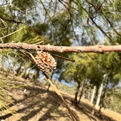 Casuarina cunninghamiana subsp. cunninghamiana at Weston, ACT - 13 Jul 2025 03:29 PM