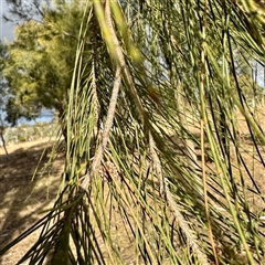 Casuarina cunninghamiana subsp. cunninghamiana at Weston, ACT - 13 Jul 2025 03:29 PM