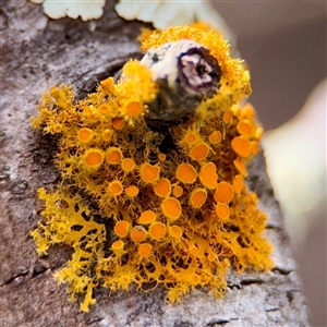 Teloschistes sp. (genus) at Weston, ACT - Yesterday by Hejor1
