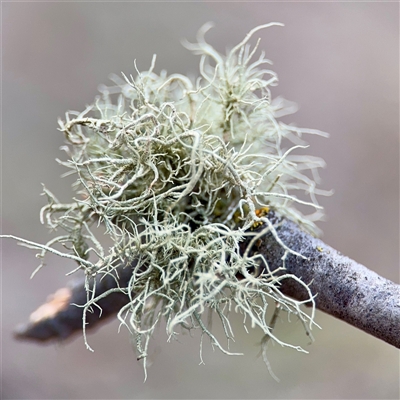 Usnea sp. (genus) at Weston, ACT - Yesterday by Hejor1