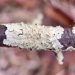 Flavoparmelia sp. at Weston, ACT - Yesterday by Hejor1