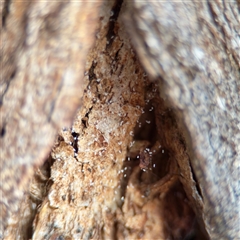 Mantispidae (family) at Weston, ACT - Yesterday by Hejor1