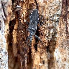 Piestolestes obscurus at Weston, ACT - Today by Hejor1