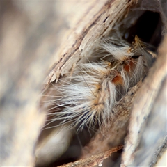 Anthela (genus) at Weston, ACT - Yesterday by Hejor1