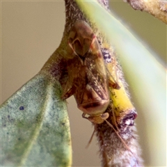 Miridae (family) at Weston, ACT - Today by Hejor1