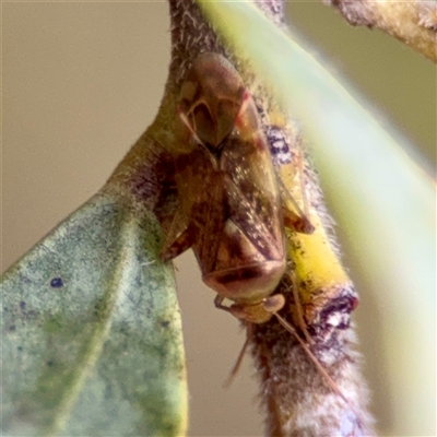 Miridae (family) at Weston, ACT - Today by Hejor1