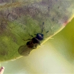 Telenomus sp. (genus) at Weston, ACT - Yesterday by Hejor1