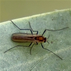 Chironomidae (family) at Weston, ACT - Today by Hejor1