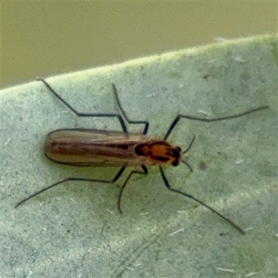 Chironomidae (family) at Weston, ACT - Today by Hejor1