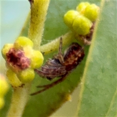 Salsa sp. (genus) at Weston, ACT - Today by Hejor1