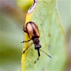 Curculionidae (family) at Weston, ACT - Yesterday by Hejor1