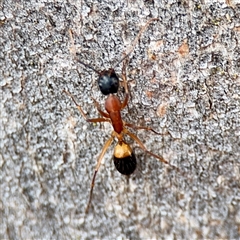 Camponotus consobrinus (Banded sugar ant) at Weston, ACT - Yesterday by Hejor1
