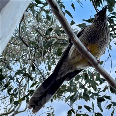 Anthochaera carunculata at Weston, ACT - Yesterday by Hejor1