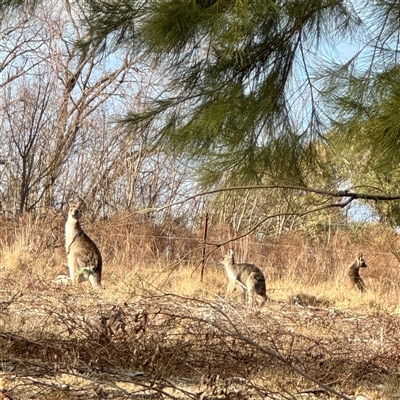 Macropus giganteus at Weston, ACT - Yesterday by Hejor1