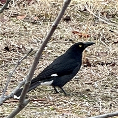 Strepera graculina (Pied Currawong) at Weston, ACT - Yesterday by Hejor1