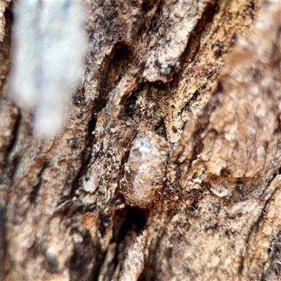 Lepidoptera unclassified IMMATURE at Weston, ACT - Yesterday by Hejor1