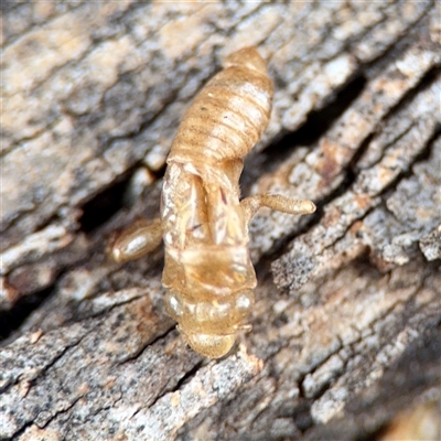 Yoyetta sp. (genus) at Weston, ACT - Yesterday by Hejor1
