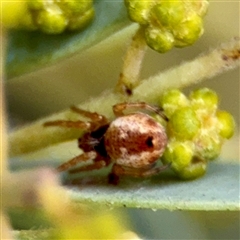 Salsa sp. (genus) at Weston, ACT - Today by Hejor1