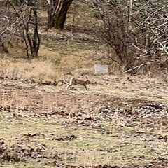 Oryctolagus cuniculus at Weston, ACT - Yesterday by Hejor1