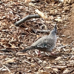 Ocyphaps lophotes (Crested Pigeon) at Weston, ACT - Yesterday by Hejor1